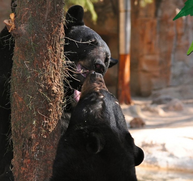 Amor en el zoo